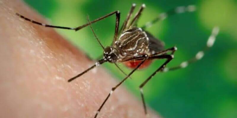 zancudos y mosquitos